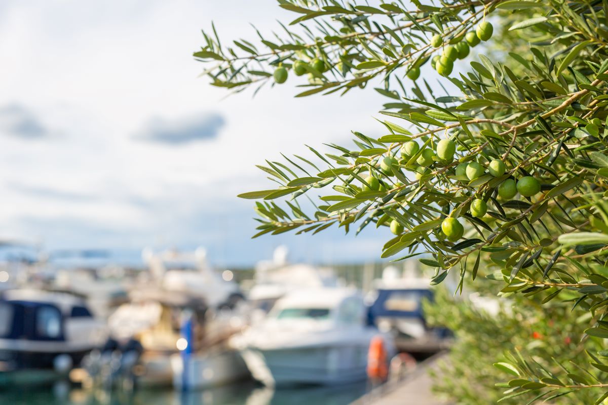 Kušajte mlado maslinovo ulje u restoranu Marina